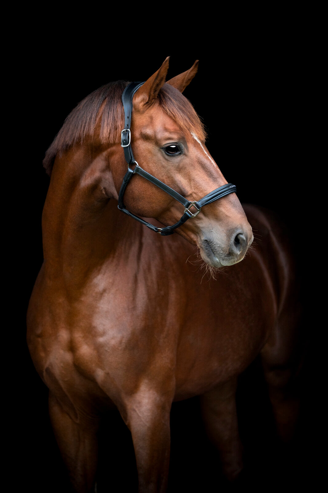 CATAGO Novi 25.2 leather halter