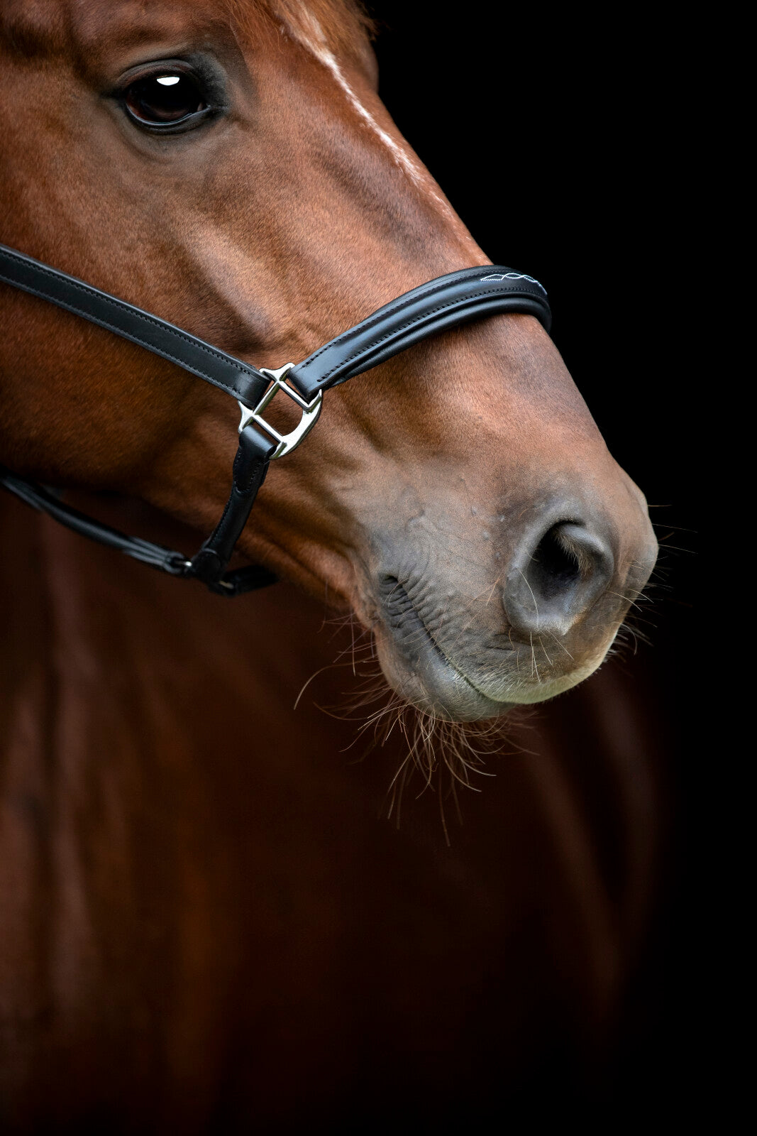 CATAGO Novi 25.2 leather halter
