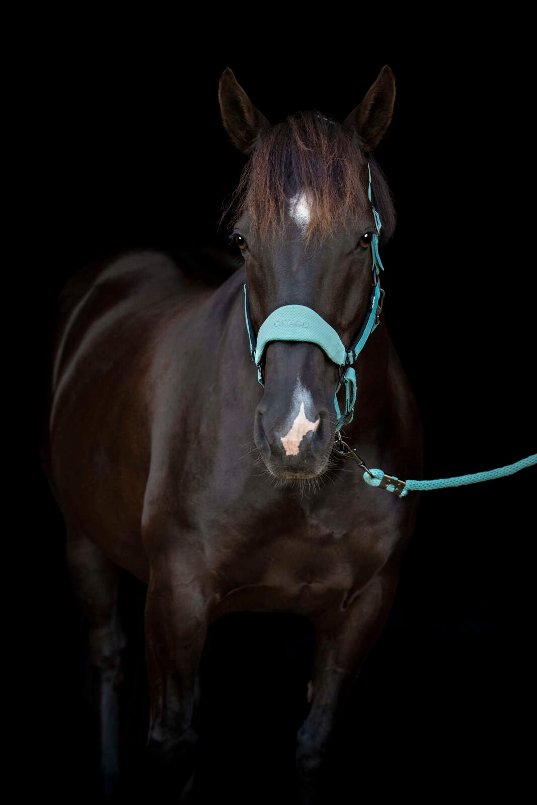 Catago FIR-Tech halter