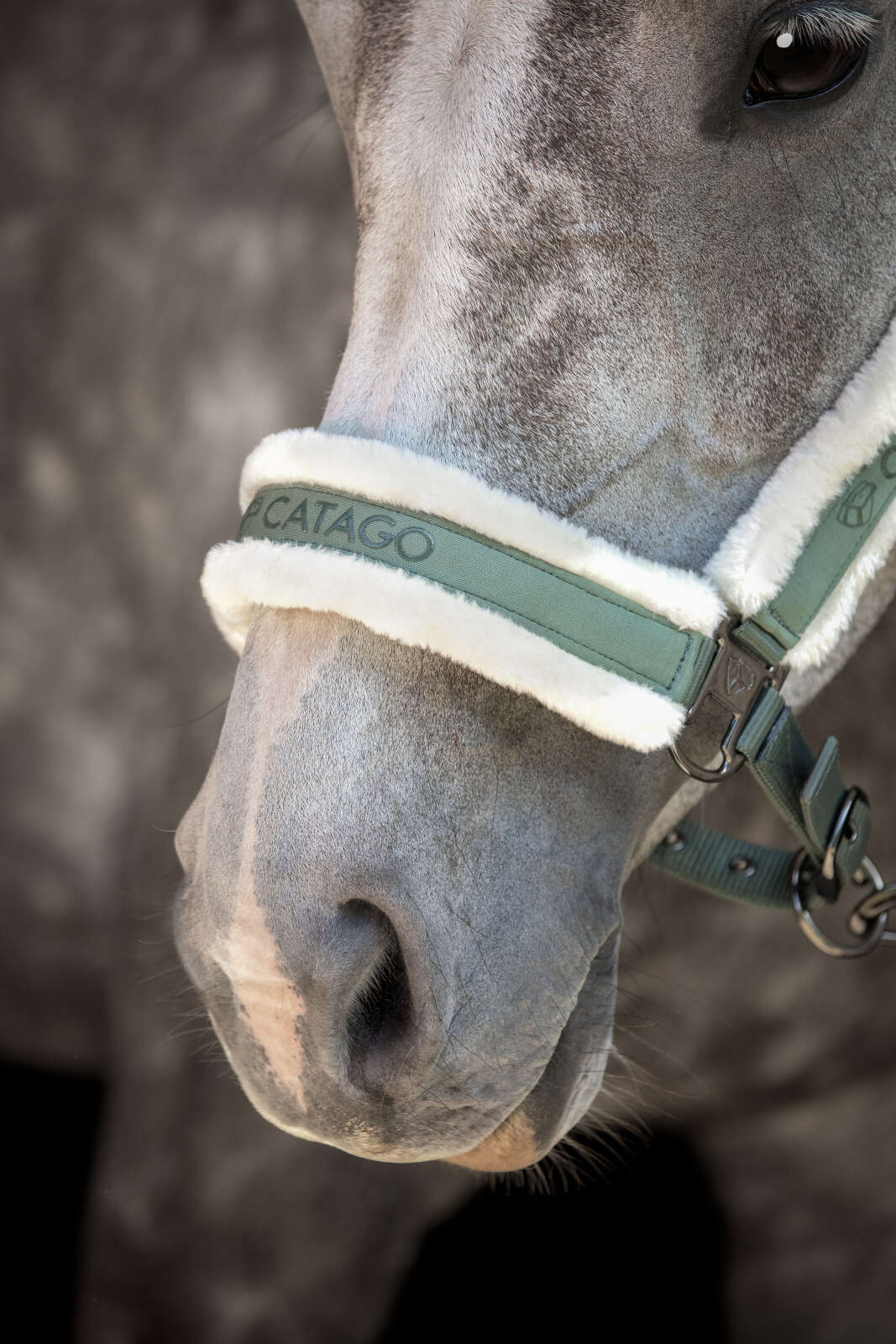 Catago Logi halter