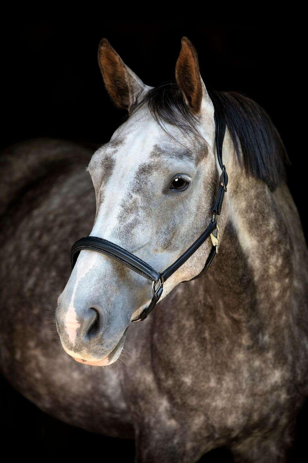 Catago Tori 26.1-lædergrime, glittersten