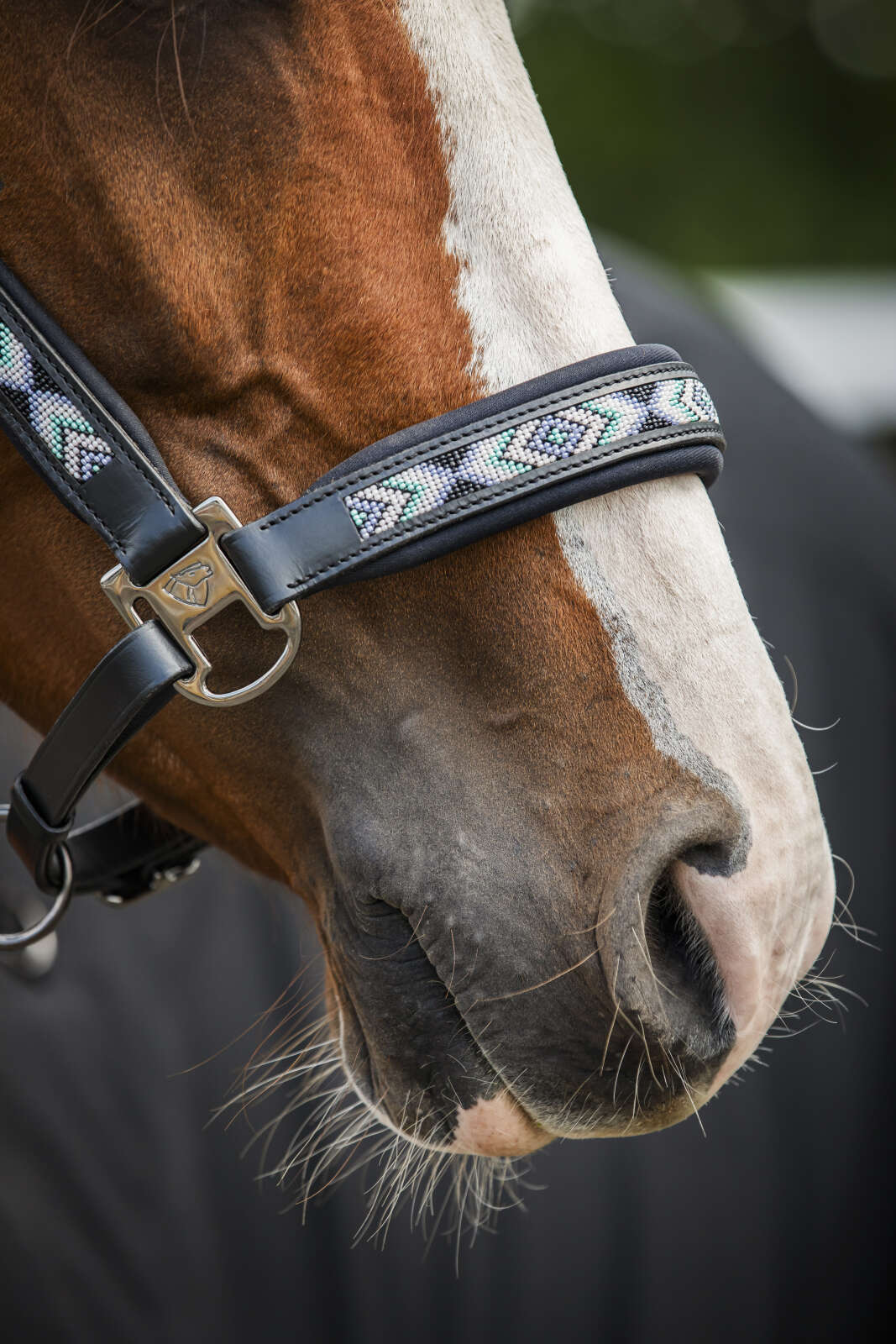 Catago Anamo Lederhalfter