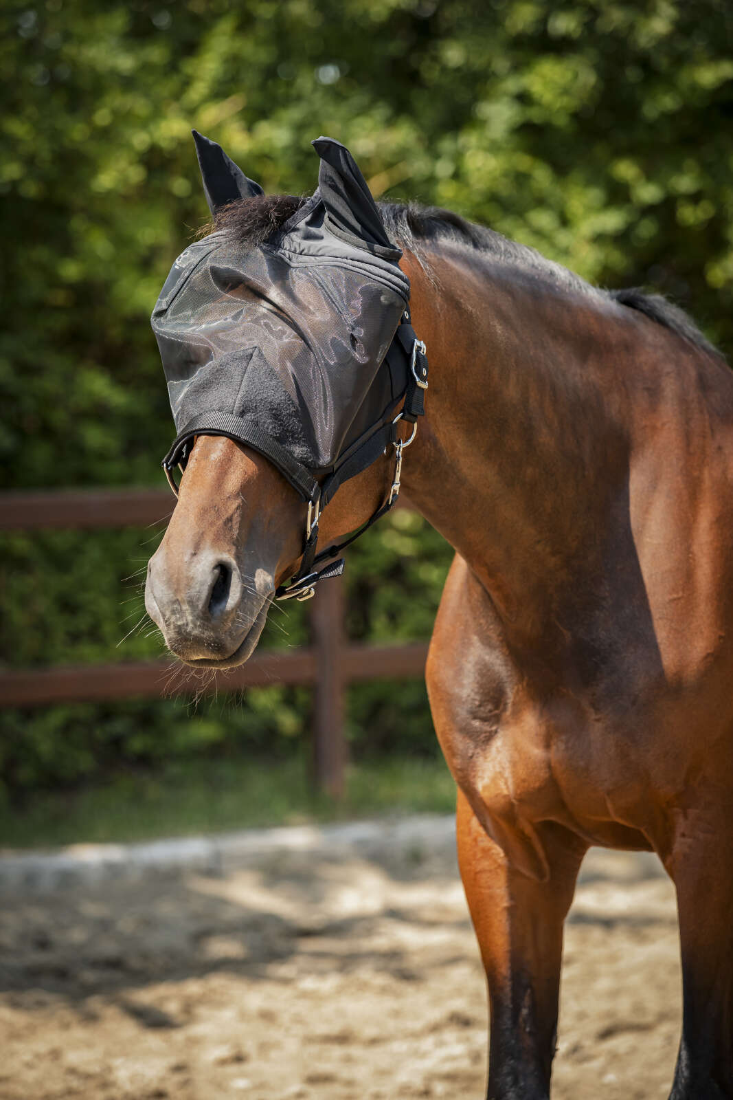 Horse Guard insect halter with mesh