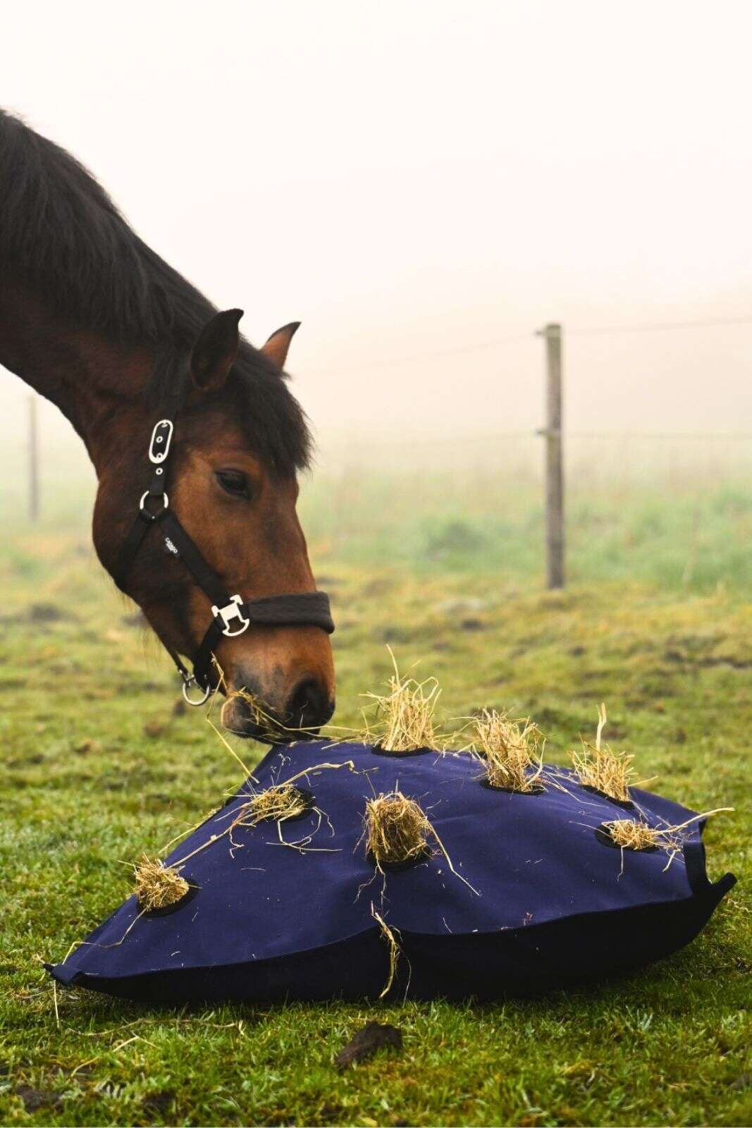Horse Guard Pillow høypose