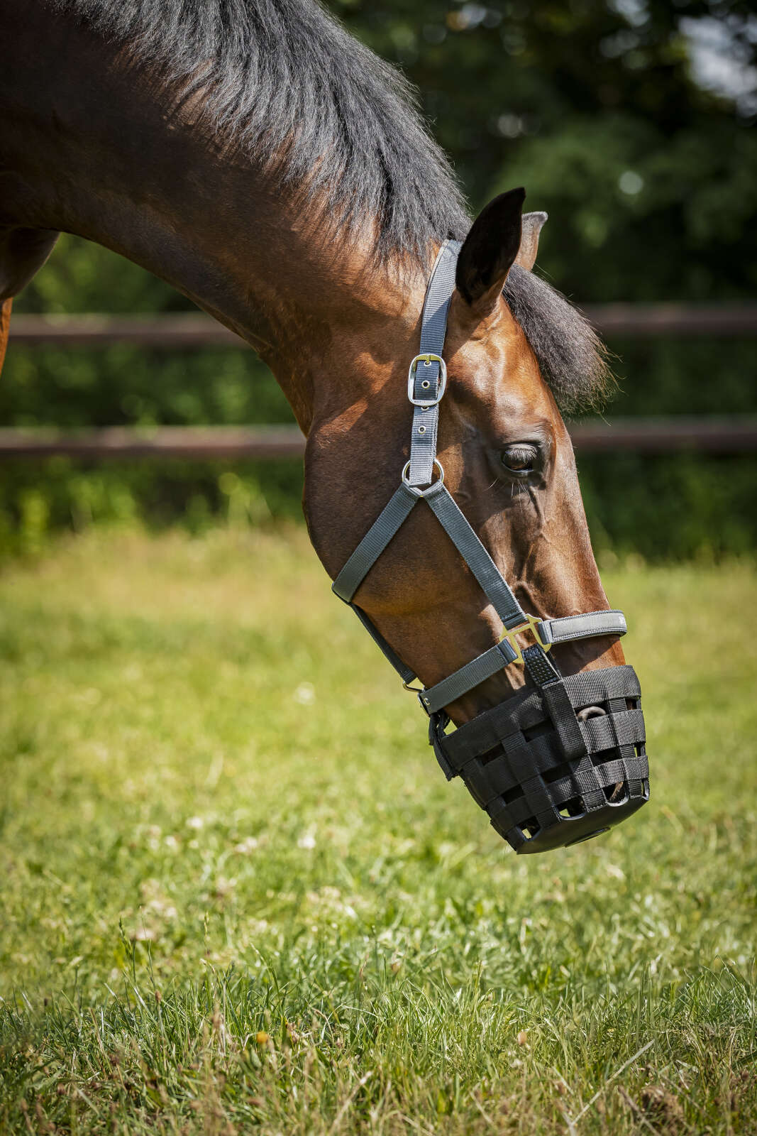 Horse Guard grass reducer for halter