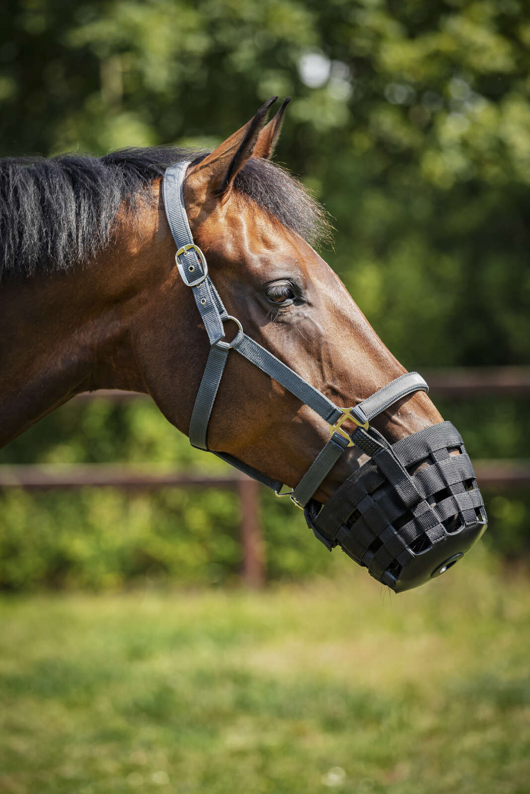 Horse Guard grass reducer for halter