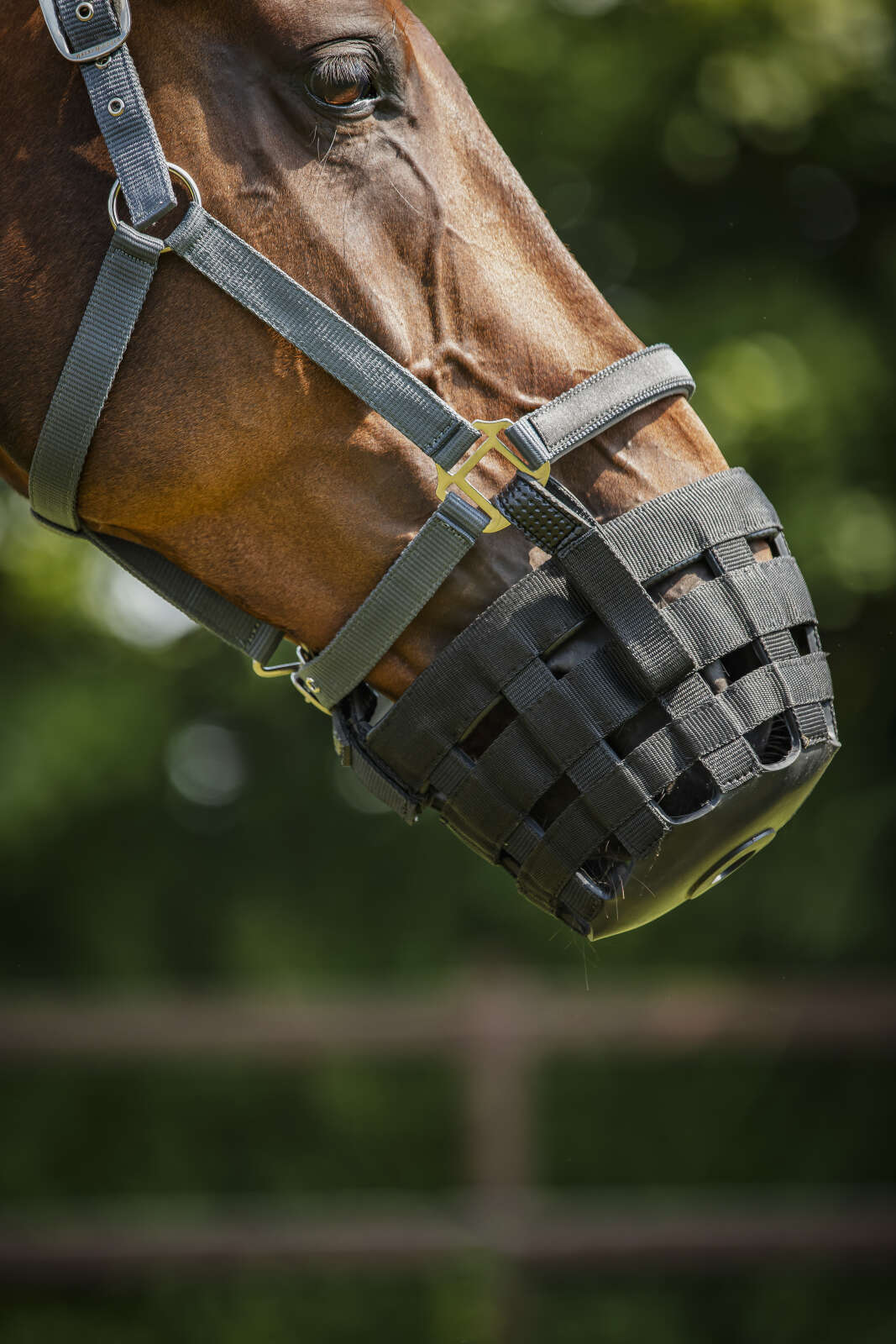 HorseGuard Gras reducer for halter