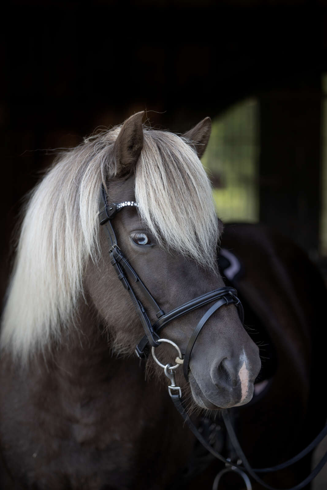 Catago Icelandic kombi. Reithalfter