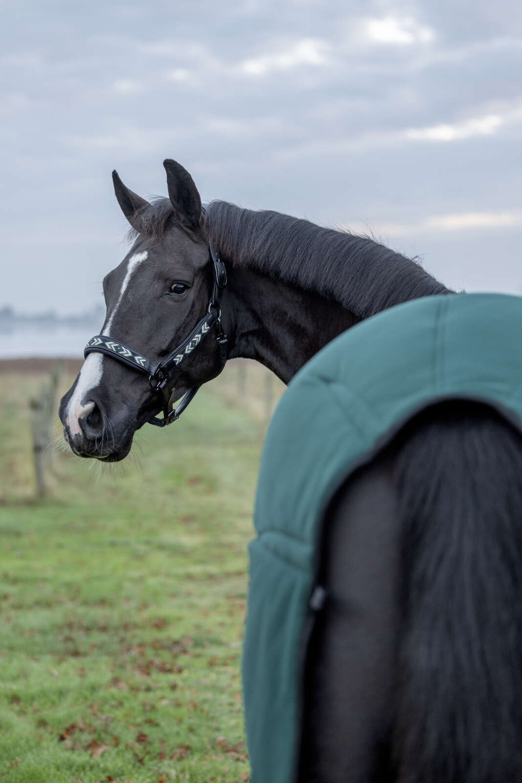CATAGO Vanamo lædergrime, perlemønster