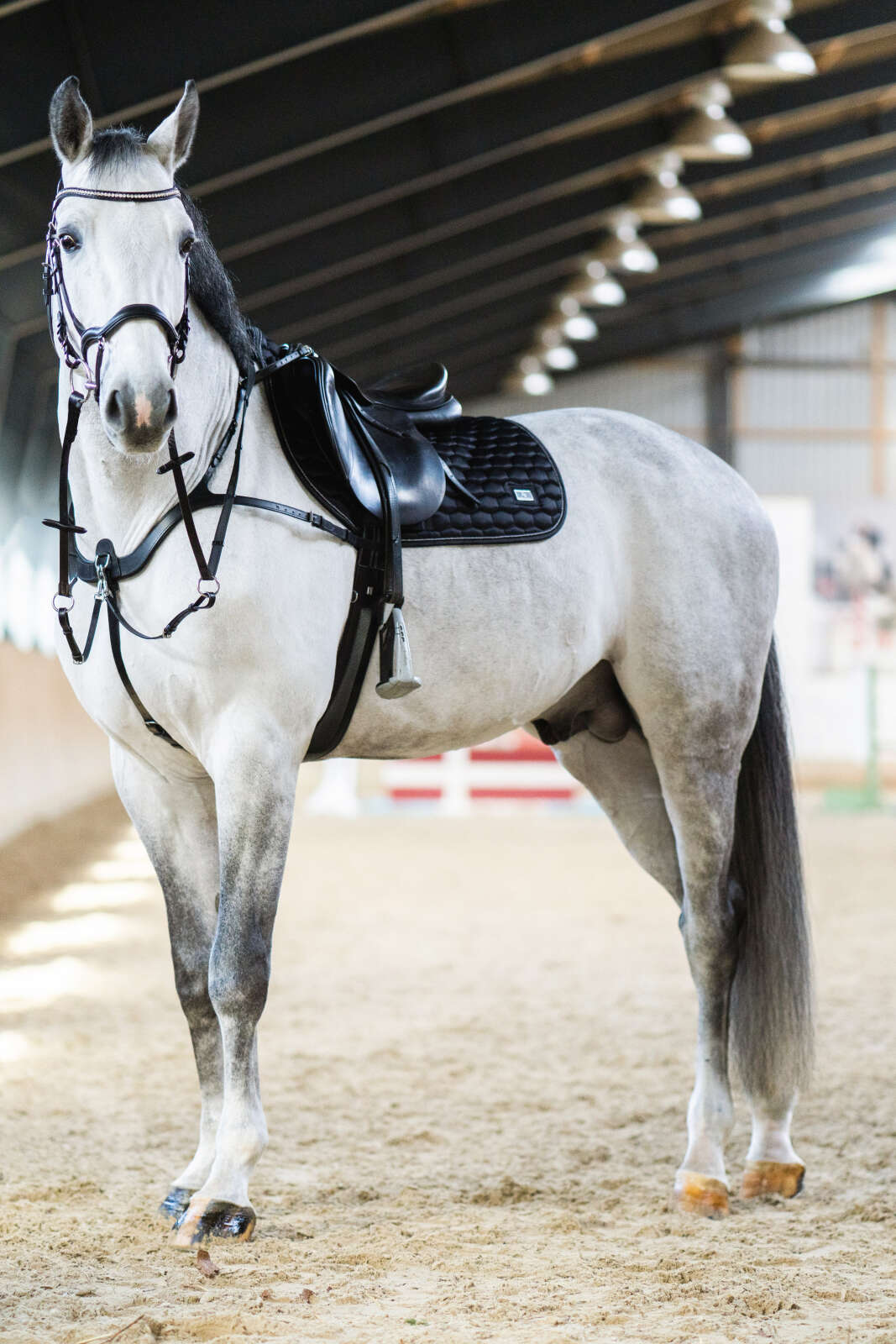 Horse Guard Level anatomic bridle without reins