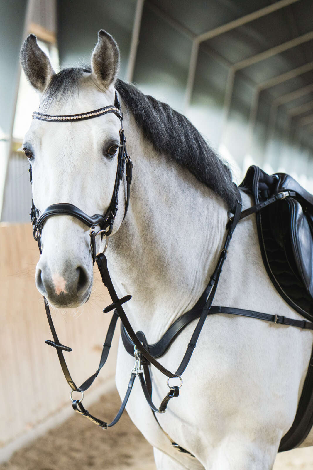 Horse Guard Level anatomic bridle without reins