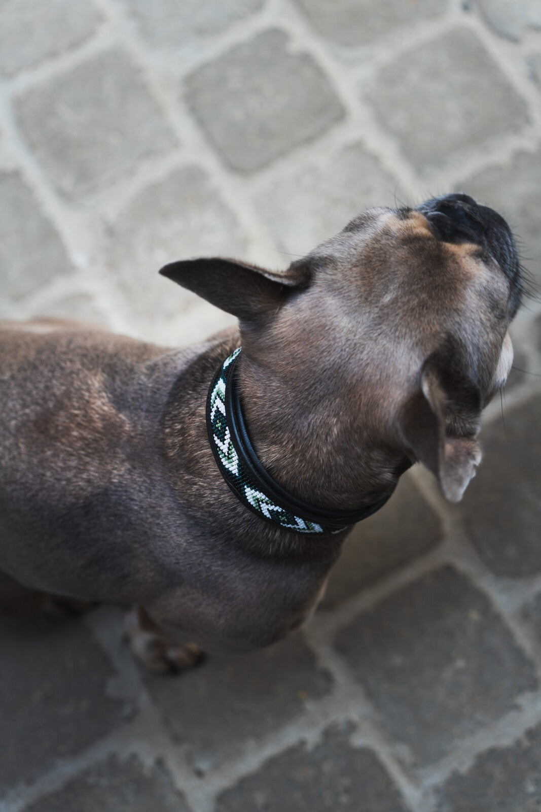 CATAGO Viben hundhalsband i läder, pärlmönster