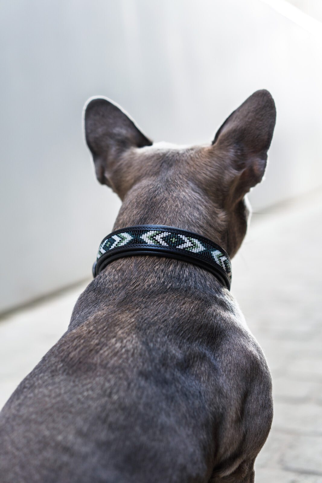 CATAGO Viben hundhalsband i läder, pärlmönster
