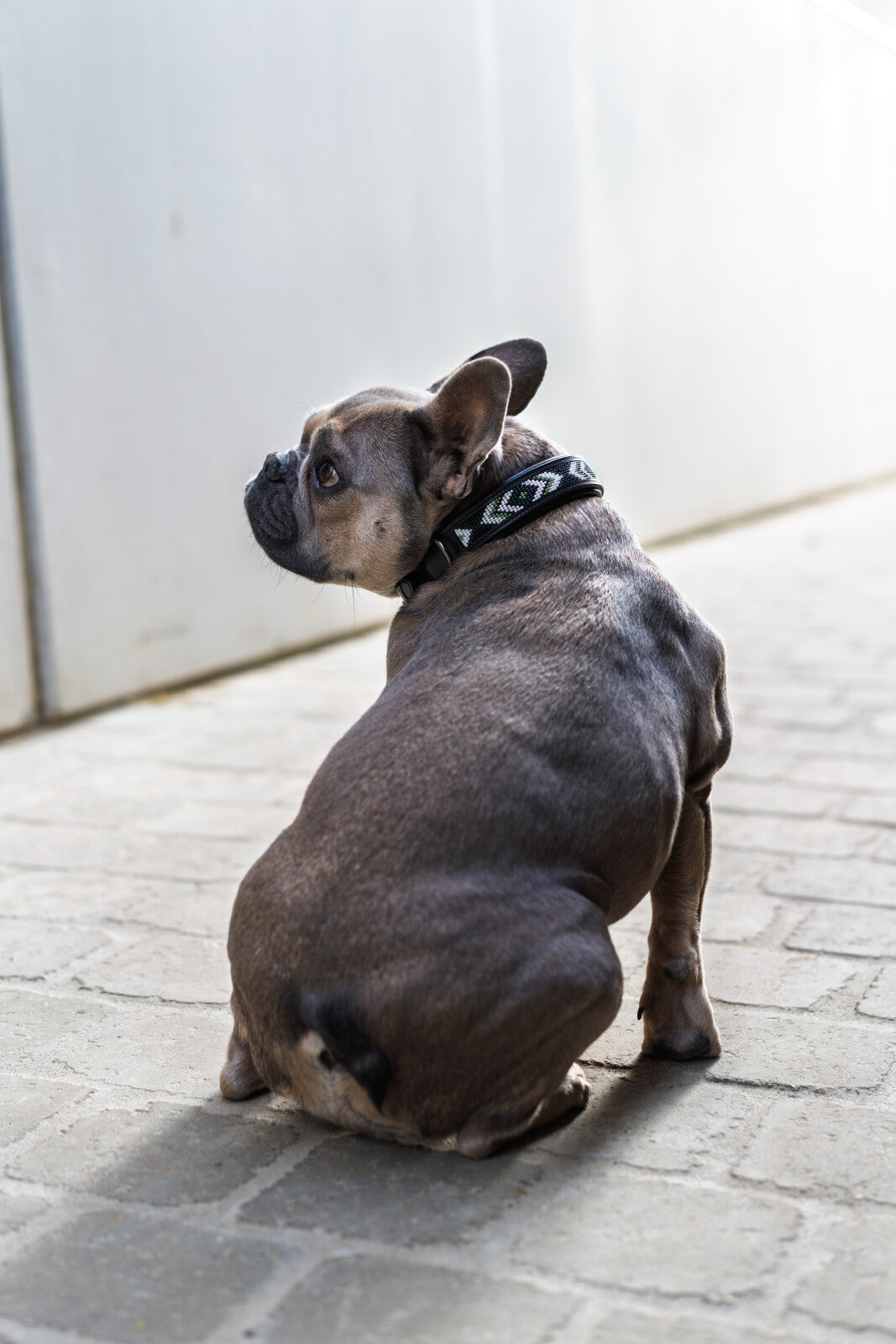 CATAGO Viben hundhalsband i läder, pärlmönster
