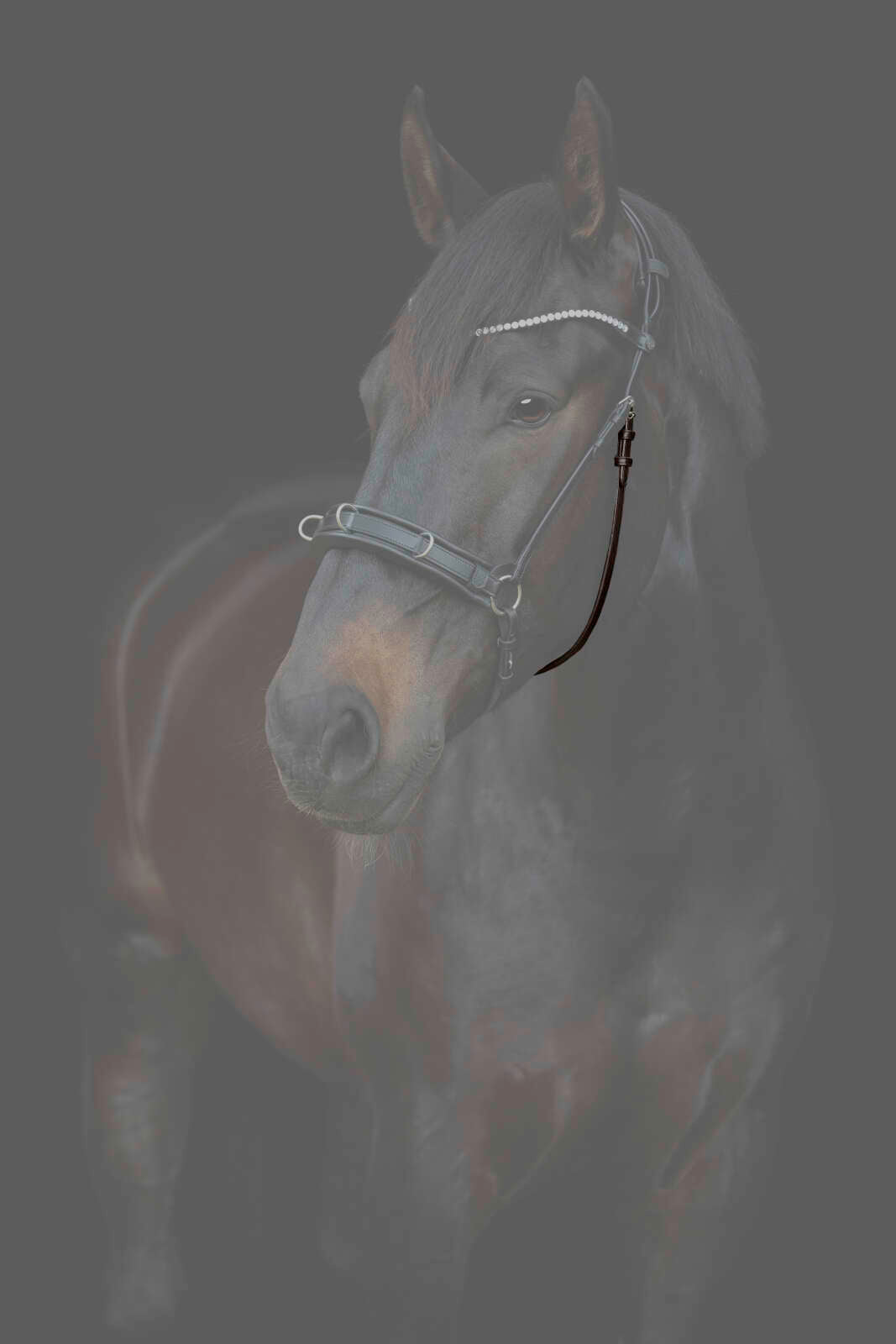 CATAGO Gentle käkrem m/spännen