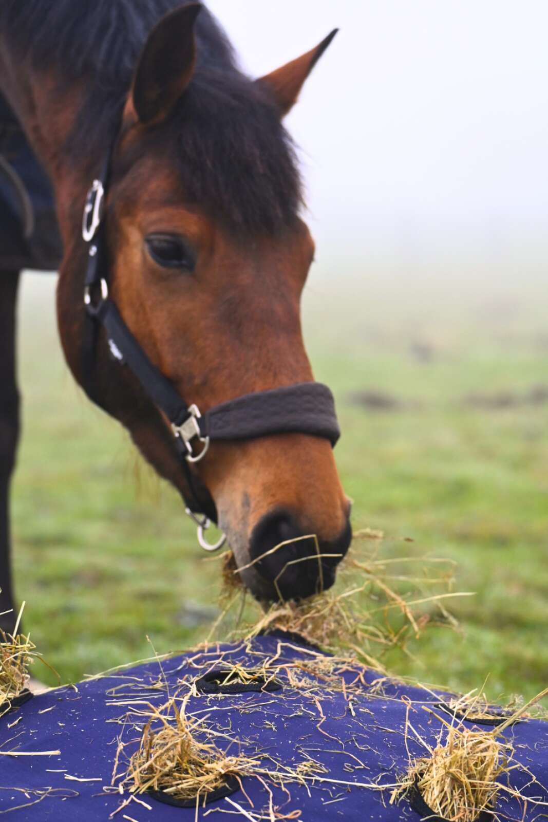Horse Guard Pillow høypose