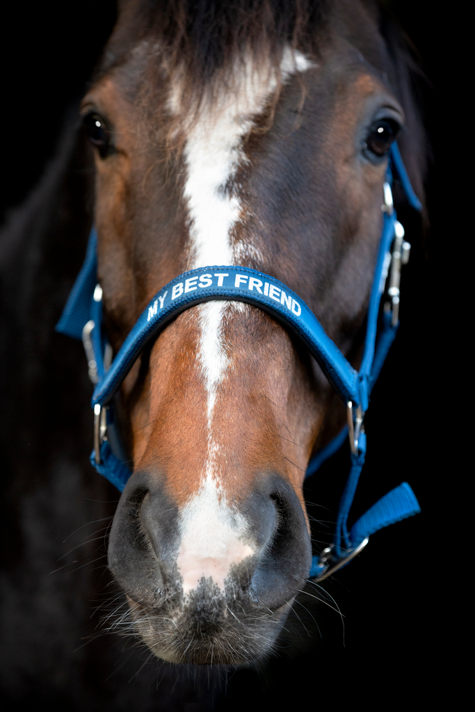 Horse Guard Malva-grime "My Best Friend"