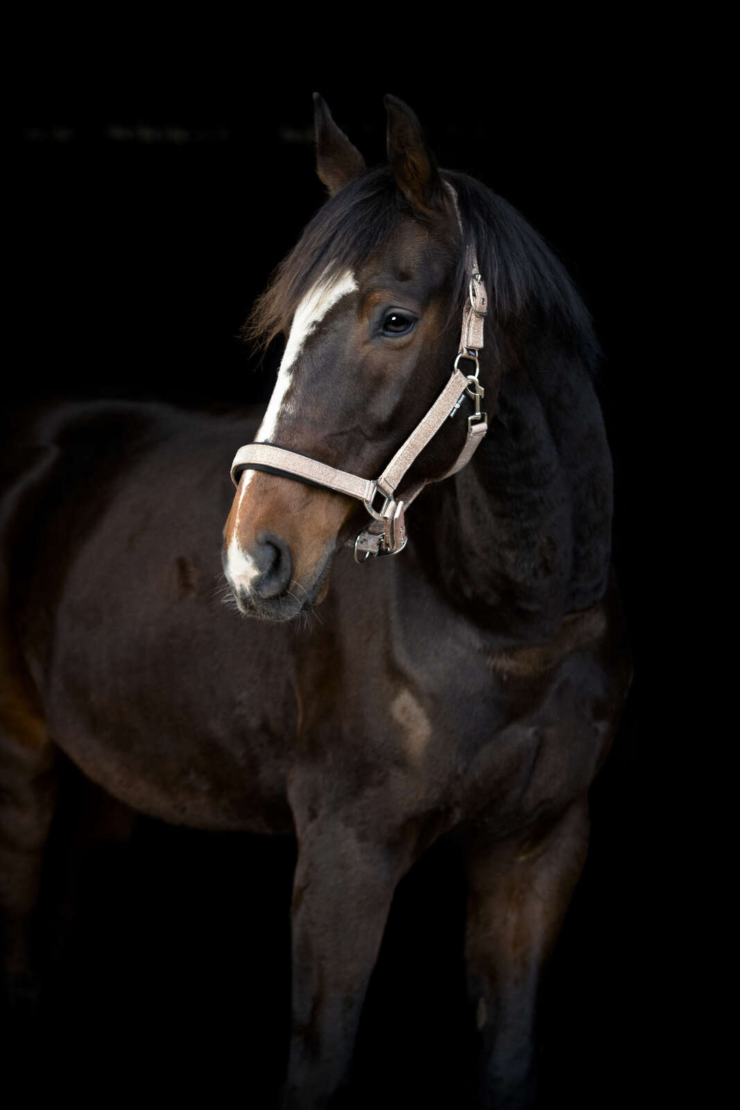 Horse Guard Iowa färgskiftande glittergrimma