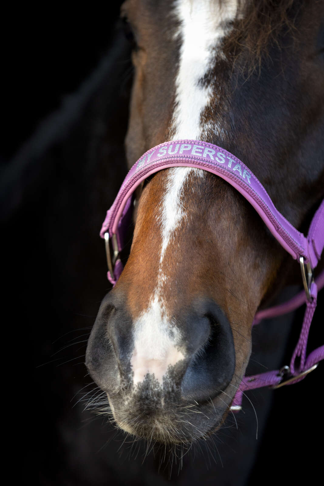 Horse Guard Malva grime