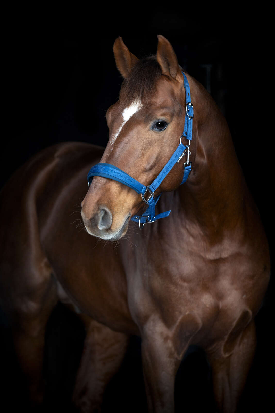 HorseGuard Diya grime 2.0
