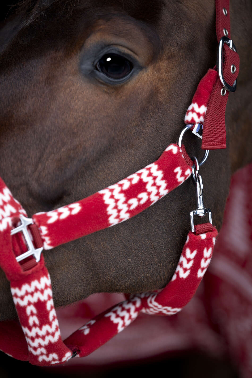 Horse Guard Christmas Halfter