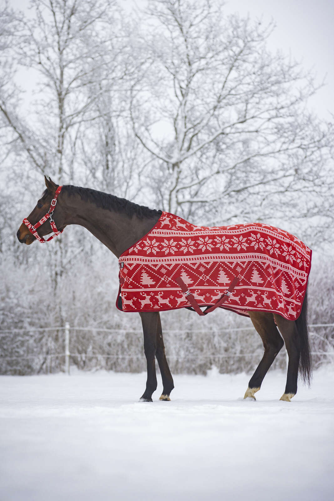 Horse Guard Christmas Halfter