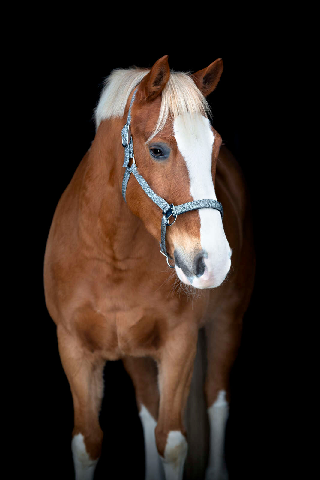 Horse Guard Jacksonville grimma