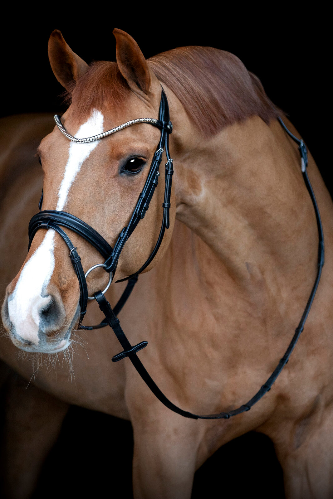 CATAGO Brooklyn bridle with flash noseband