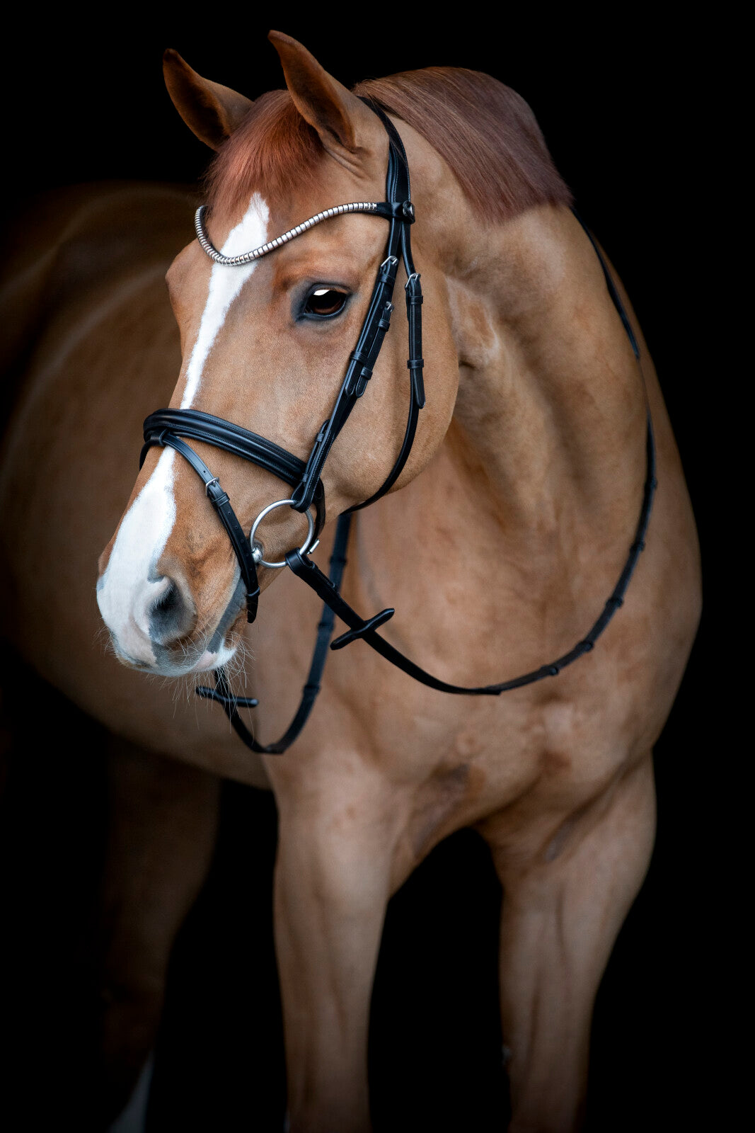 CATAGO Brooklyn bridle with flash noseband