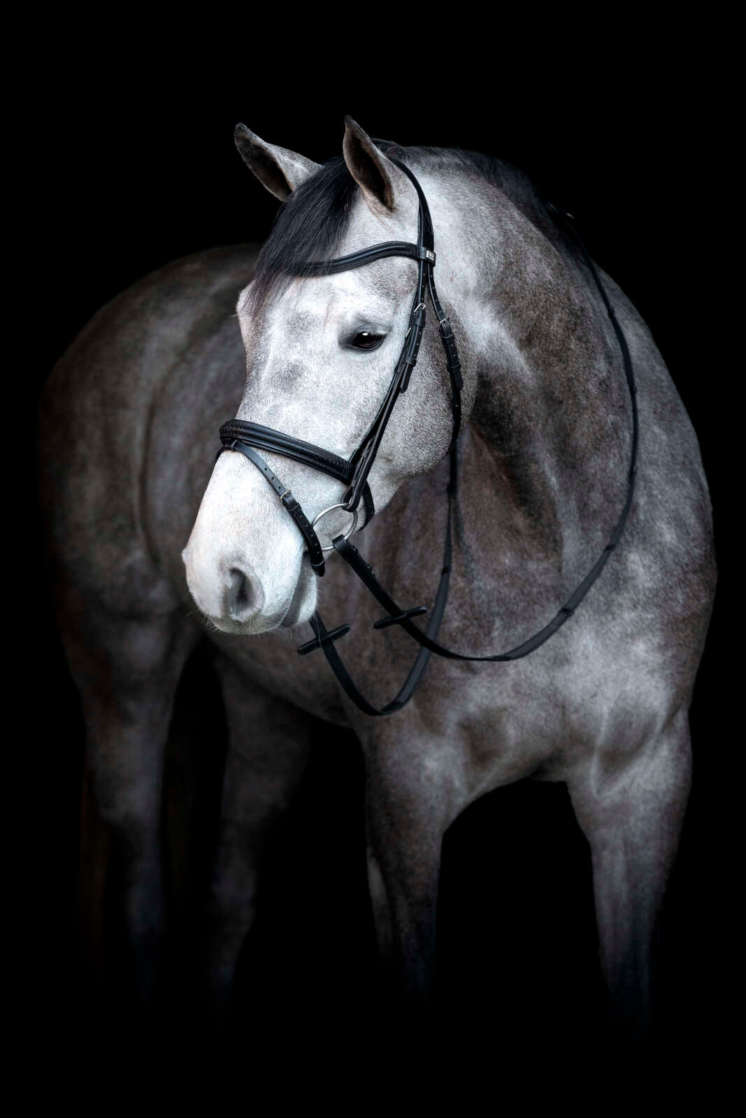 HorseGuard Emi 24.2 bridle with combined noseband