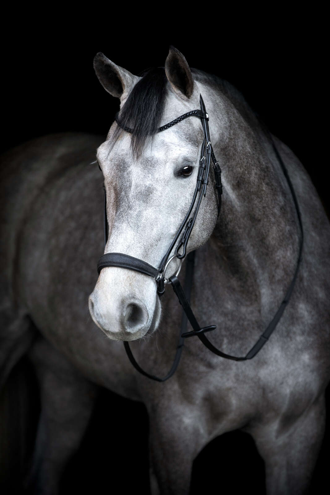 HorseGuard Cryll 24.2 bridle with drop noseband