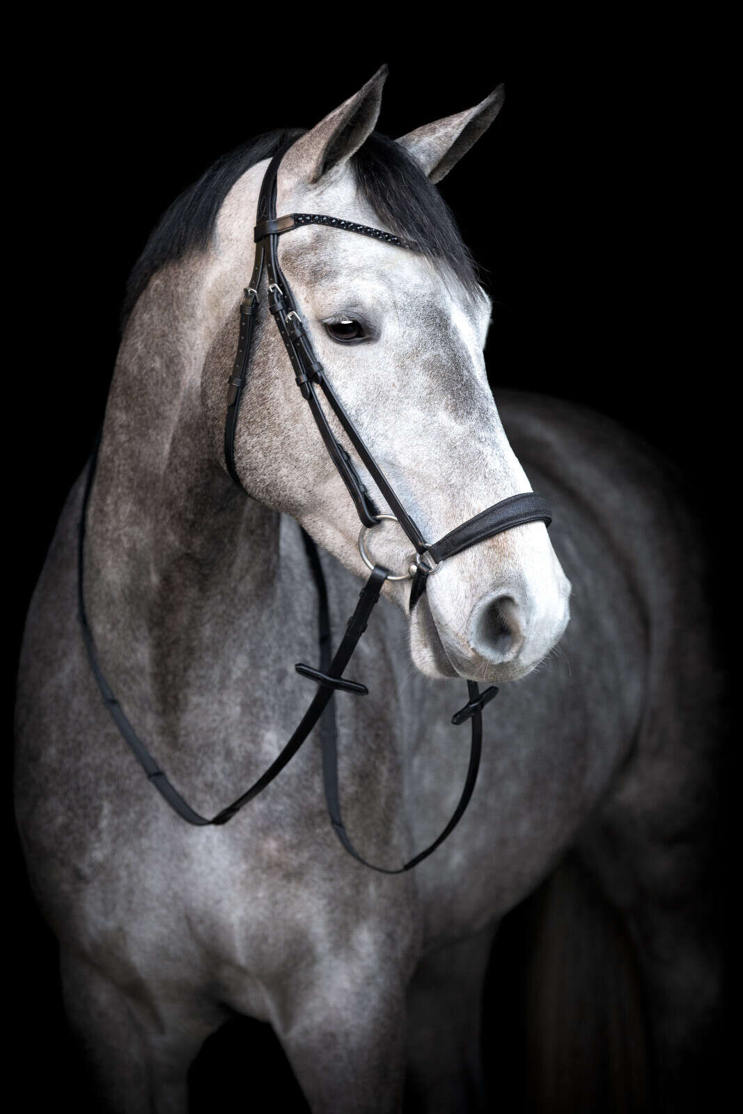 HorseGuard Cryll 24.2 bridle with drop noseband