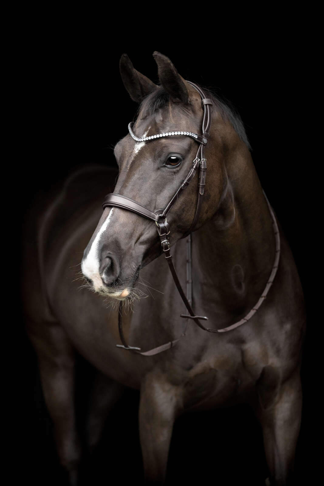Catago Gentle käkrem m/spännen